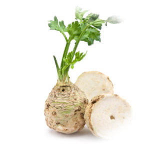Apium graveolens
