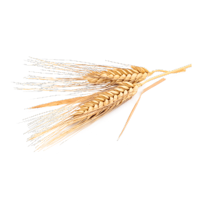 Hordeum